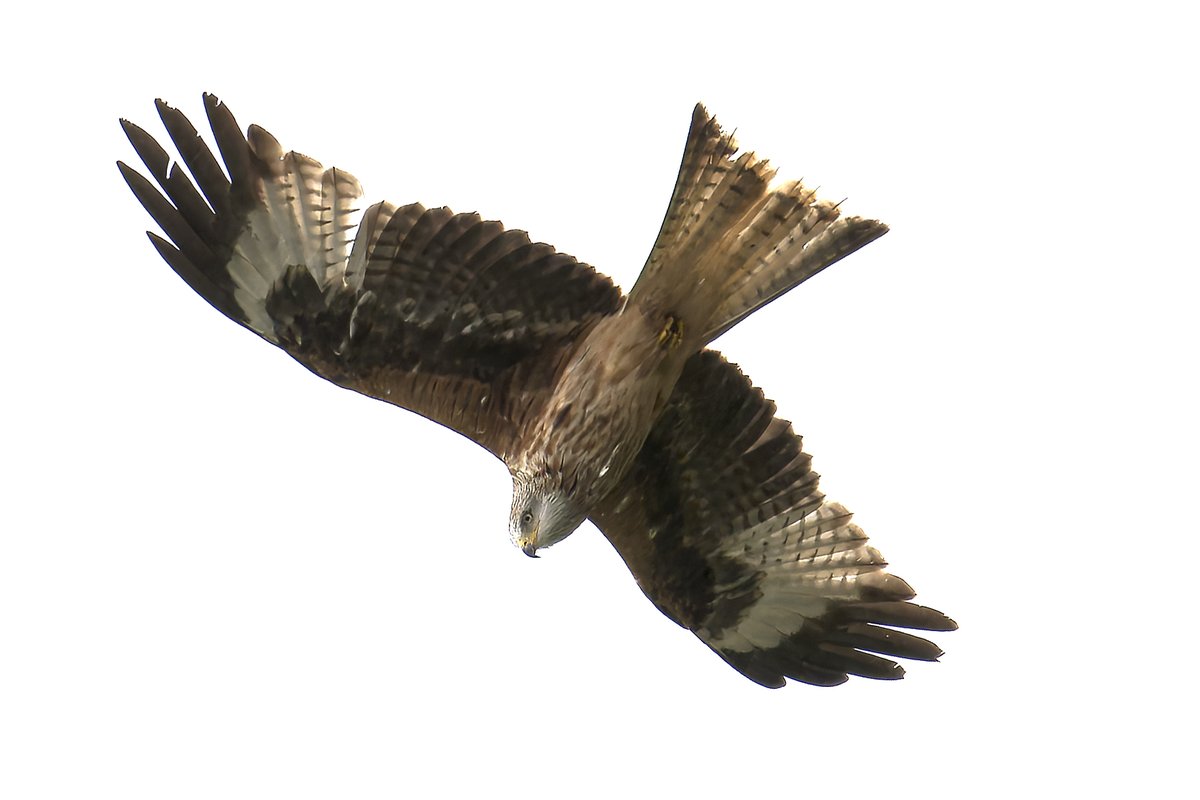 Taken this morning from my front doorstep! Don't often get a visit from Red Kites. #IlovewhereIIive #birdsofprey #redkites