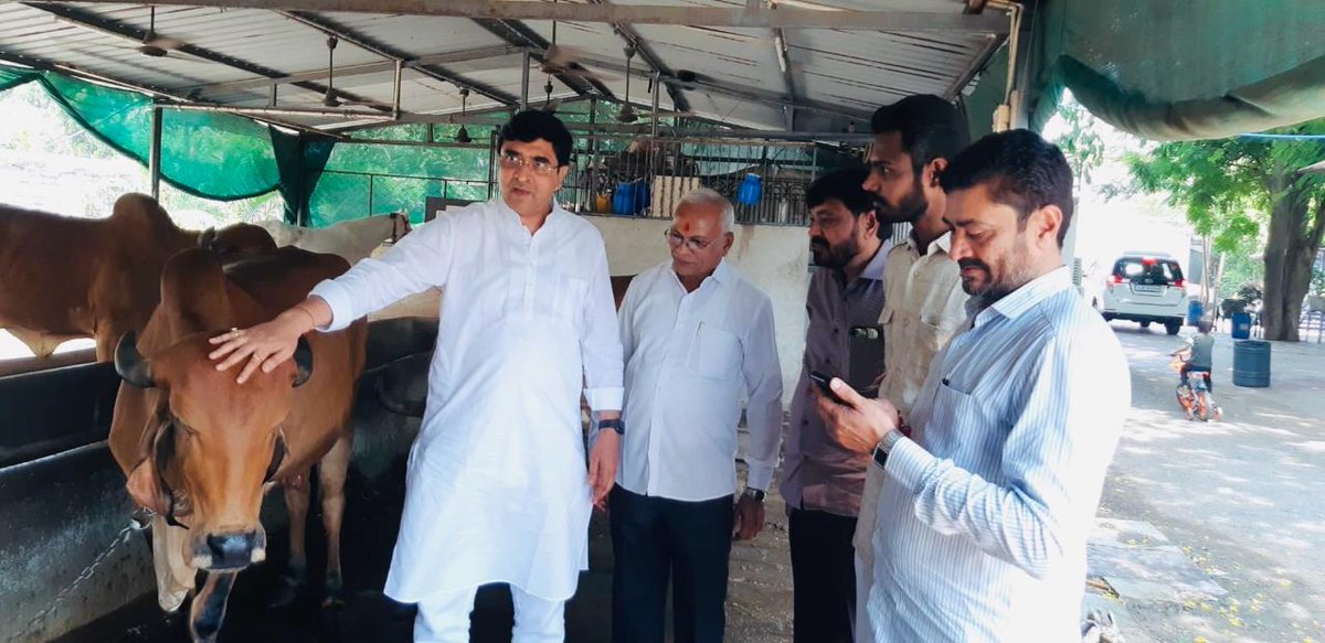 bharatpandyabjp's tweet photo. સુરત મહાનગરના વોર્ડ નં.3ના ભાજપ પ્રમુખશ્રી અમરીશભાઈ રામાણીના કાર્યાલય તેમજ ગૌશાળાની આજ રોજ મુલાકાત કરી.
ગીર ગાયનાં સંવર્ધન માટે સતત કાર્યરત છે.
ગીરની ગાયનાં માથા, ગળાં પર હાથ ફેરવવામાં દિવ્ય-શાંતિ સાથે રીલેક્ષ થવાની અનુભૂતિ થઈ. https://t.co/fDuug3vXZg