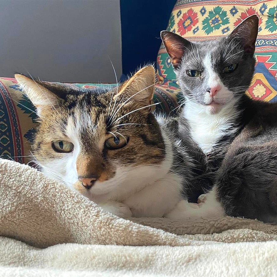 Angel and Princess were ready to put their paws up, having found a palace of their own. 👑 But a change in circumstances meant they were soon back with us again. 💔 Now this sweet pair are hoping it's third time lucky. Meet them this #NationalSiblingDay bit.ly/49sRujC