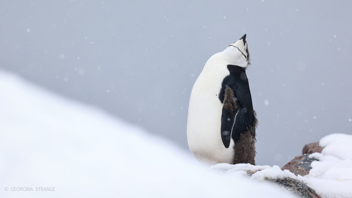 OceanwideExp's tweet photo. Chinstrap penguins are very social.
During breeding season, #chinstrappenguins gather in enormous colonies on shore.
They also have many noted forms of communication, including flipper and head waving, bowing, preening, and gesturing.
📷 by Georgina Strange https://t.co/9nUSMfdqXh