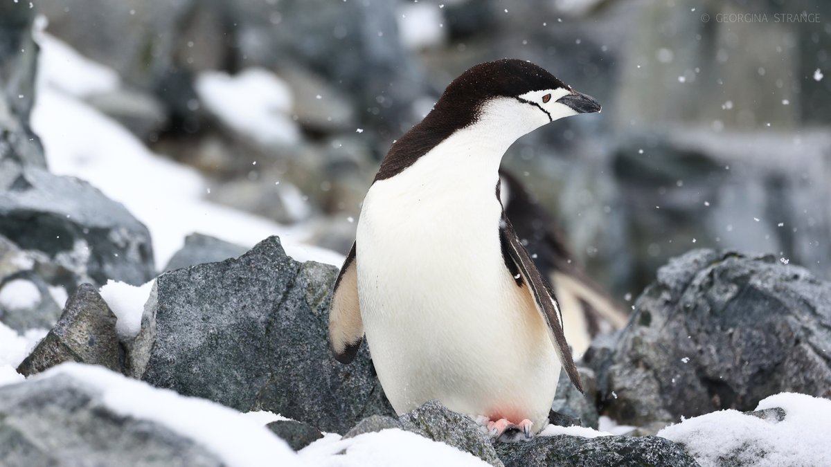 Chinstrap penguins are very social. During breeding season, #chinstrappenguins gather in enormous colonies on shore. They also have many noted forms of communication, including flipper and head waving, bowing, preening, and gesturing. 📷 by Georgina Strange
