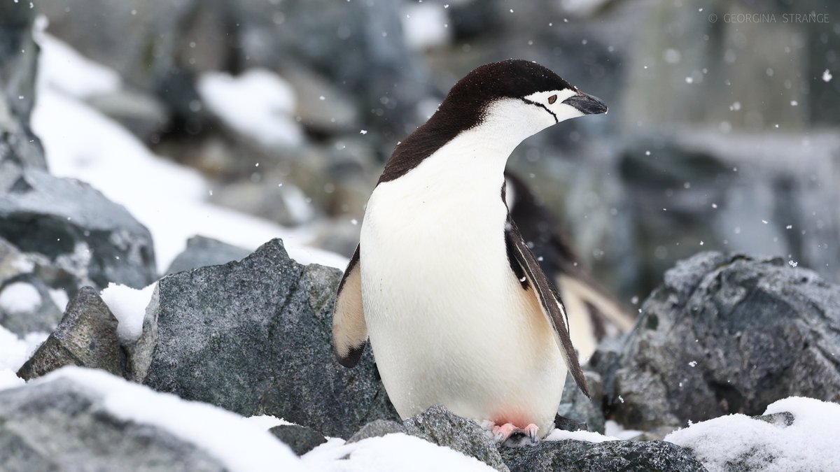 OceanwideExp's tweet photo. Chinstrap penguins are very social.
During breeding season, #chinstrappenguins gather in enormous colonies on shore.
They also have many noted forms of communication, including flipper and head waving, bowing, preening, and gesturing.
📷 by Georgina Strange https://t.co/9nUSMfdqXh