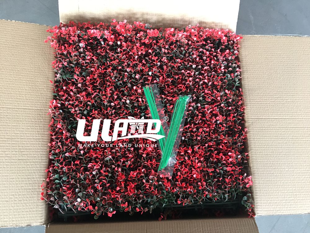 Green, purple, red... Boxwood hedges of different colors will be inspected one by one before being sealed.

#ulandhedge #boxwoodhedge #bulkorders #factorydirect #package