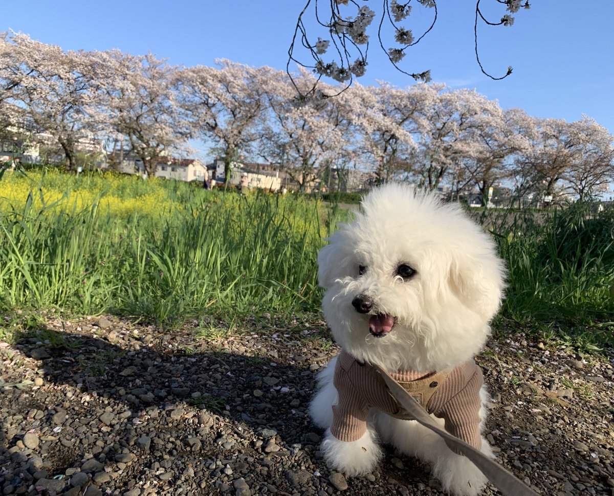 この時期は川沿いの桜並木に人が沢山いて楽しい🌸私は犬を撫でてもらったり、犬のことで話かけられたりするの好きだなぁ☺️今日も知らないおじさんが「ライオンヘアーだな！」って撫でて去ってった🦁たしかに。