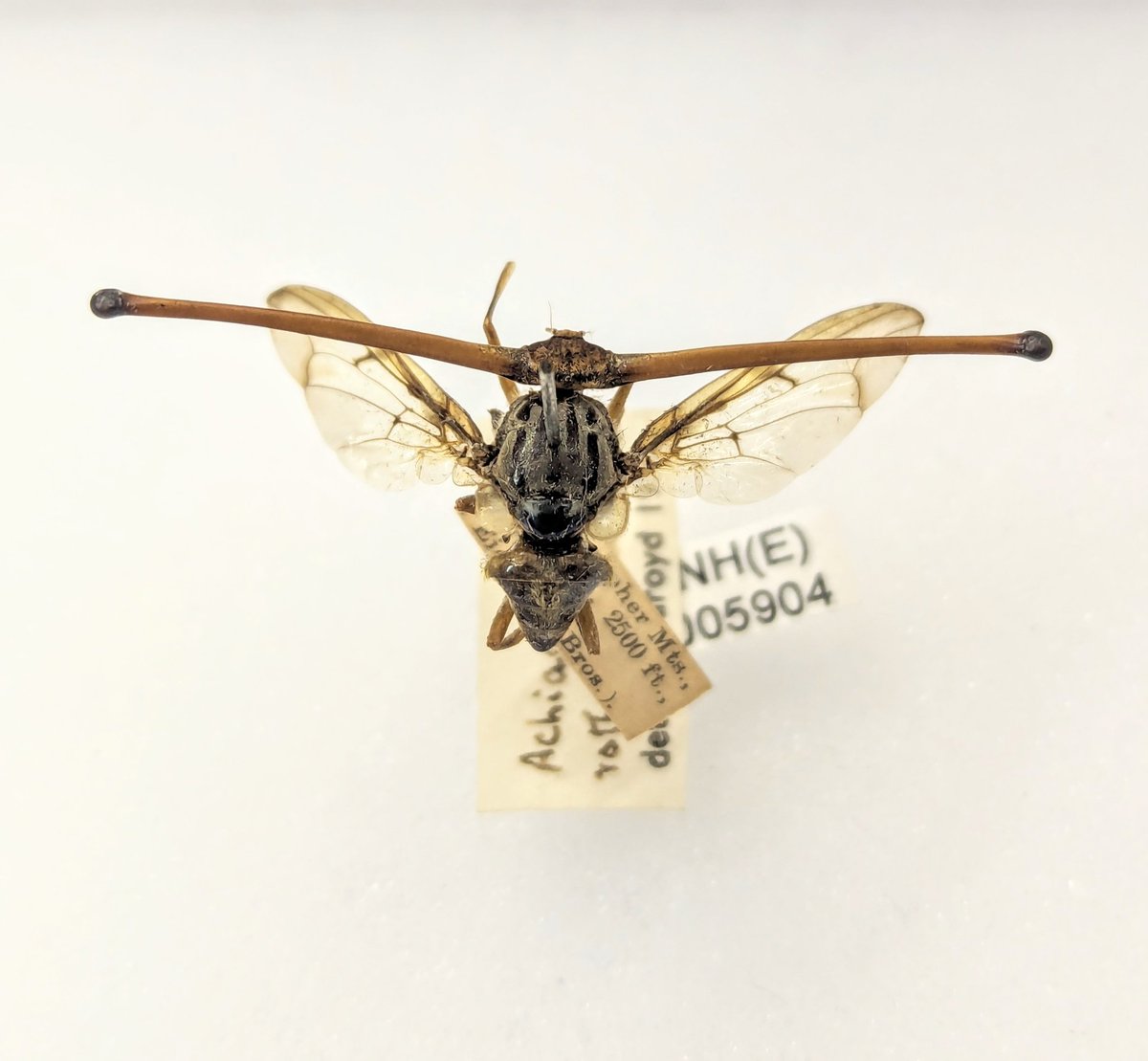 This is a stalk eyed fly, Diopsidae, from <a href="/flygirlNHM/">Dr Erica McAlister</a> 's <a href="/NHM_London/">Natural History Museum</a> <a href="/NHM_Diptera/">NHM Diptera</a> collections! 

This is a male and his huge eye stalks are a result of sexual selection. These flies even lek like grouse - males meeting up to compare eye stalks!