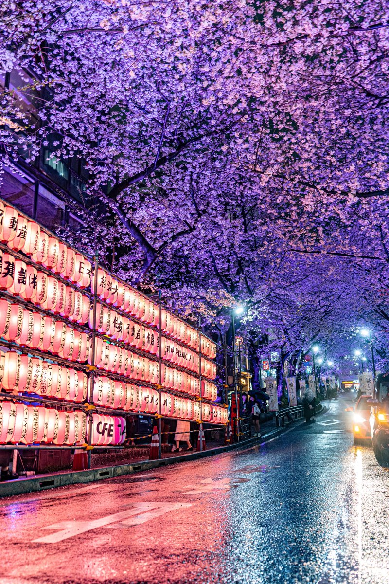 渋谷にあるどこまでも続く桜のトンネル