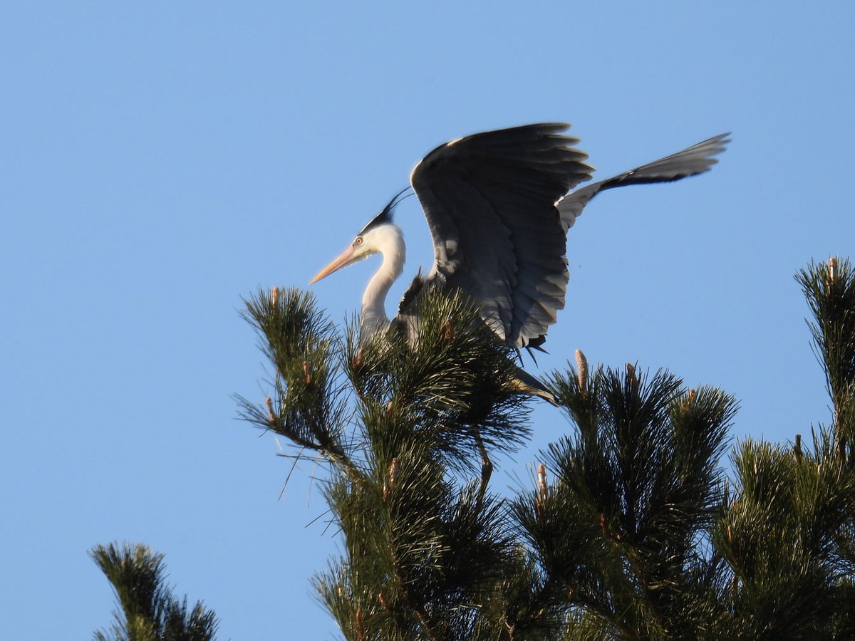 アオサギ。冠羽もカッコいいですね。Gray heron. The crown feathers are also cool.#アオサギ #秋田県 #大潟村 #japan #Akita #OgataVillage #Greyheron