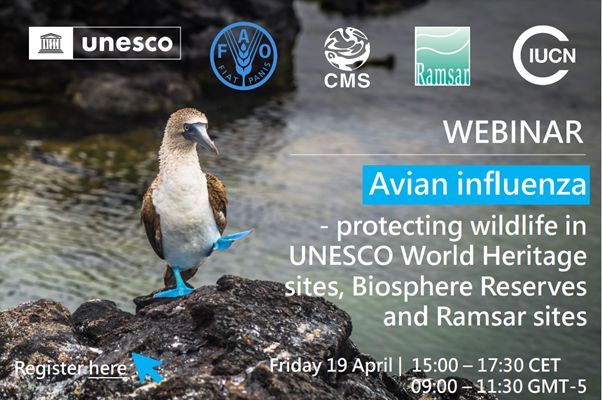 📢 Don't miss the webinar series on “How to protect wildlife from avian flu in UNESCO World Heritage sites, Biosphere Reserves and Ramsar sites”. Be a part of the first session on April 19, 15:00 CET by registering here: buff.ly/3xA16fb