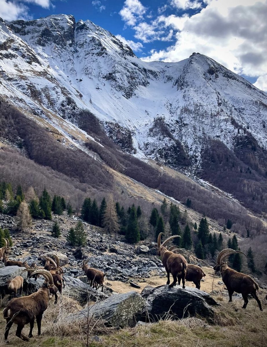 Un tempo considerato estinto sulle nostre Orobie, lo Stambecco è stato reinserito con discreto successo negli anni '80: grazie a questo intervento possiamo oggi ammirare questi caratteristici animali anche sulle nostre montagne! 📸 @orobicando