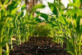 'Embracing environmentally friendly agriculture isn't just about preserving our planet; it's about securing a sustainable future for generations to come. Let's cultivate change one eco-friendly crop at a time! 🌱🌍 #SustainableFarming #EnvironmentalStewardship'
@RwandaAgriBoard