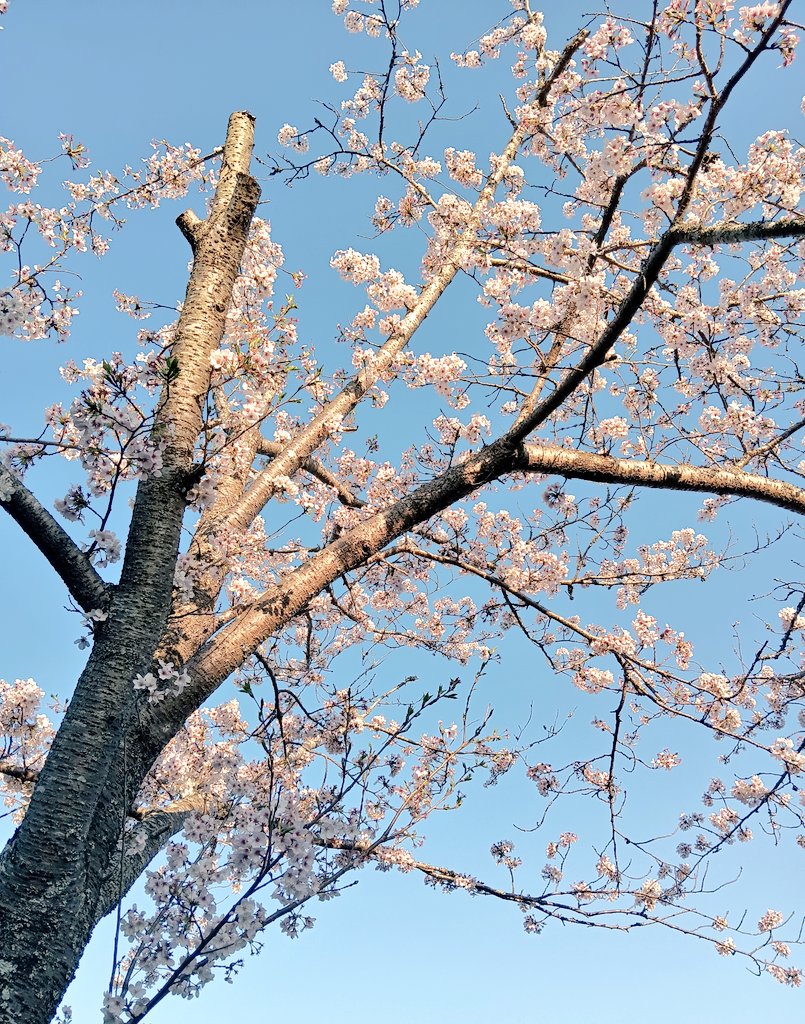 「今年も青空と桜見れてよかった〜 」|おふのイラスト