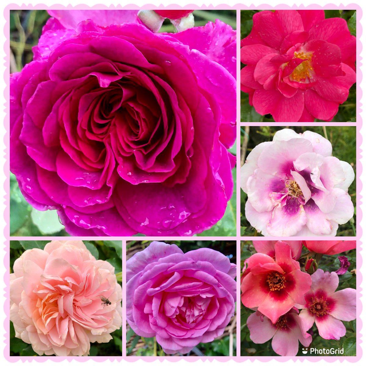 Looking forward to the roses blooming again #RoseWednesday #Roses #Gardening