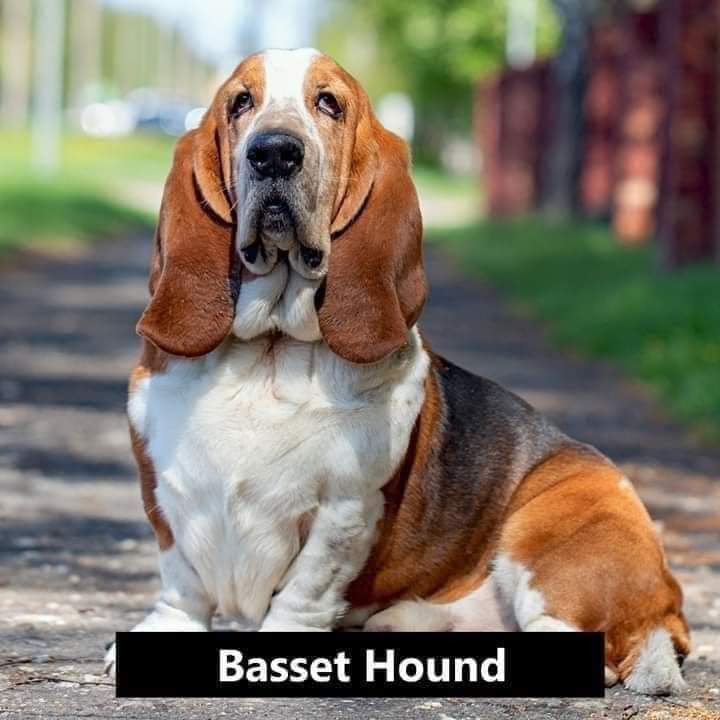 This is Basset Hound breed, they are friendly and affectionate dogs known for their distinctive appearance, GENTLE TEMPERAMENT and excellent sense of smell. With proper care and socialization, they make wonderful family pets and companions. YOU CAN CONSIDER GETTING THIS BREED