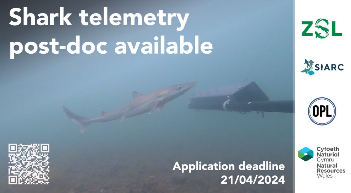 📢 Post-doc available! Come and join us, @OceanPredatorLb and @DavidCurnick on our exciting new telemetry project on tope sharks in North Wales. Find out more and apply here - careers.zsl.org/vacancies/171/… Deadline 21st April. Please share! 🦈