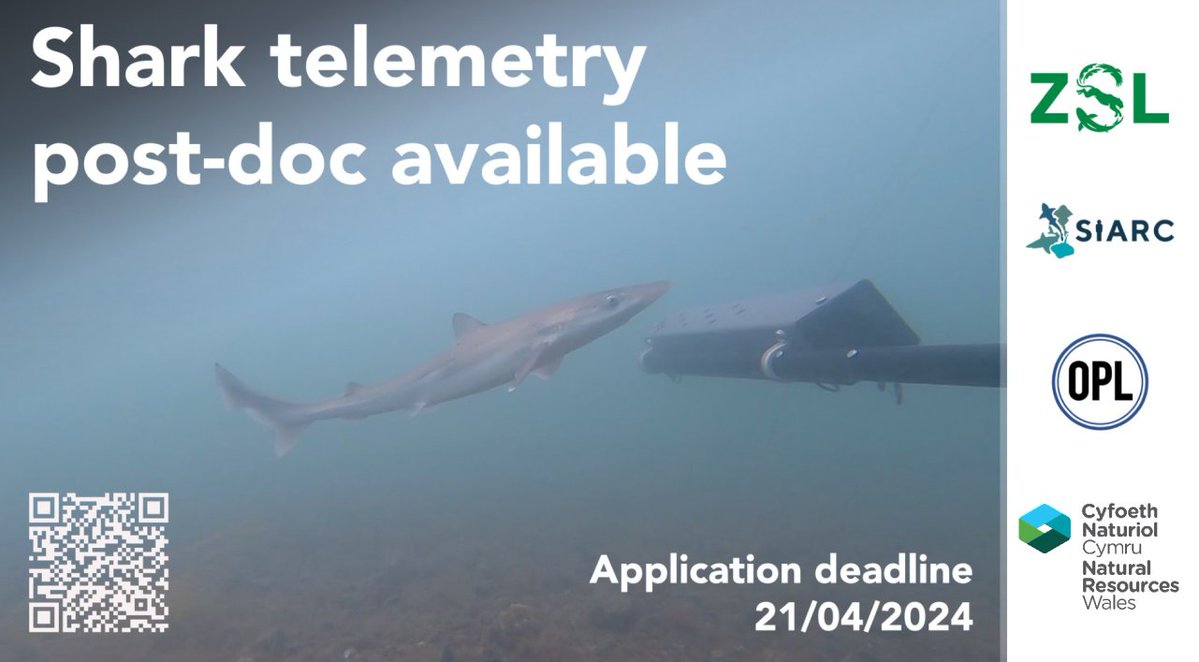 📢 Post-doc available!
Come and join us, <a href="/OceanPredatorLb/">Ocean Predator Lab</a> and <a href="/DavidCurnick/">David Curnick</a> on our exciting new telemetry project on tope sharks in North Wales.
Find out more and apply here - careers.zsl.org/vacancies/171/…
Deadline 21st April.
Please share! 🦈