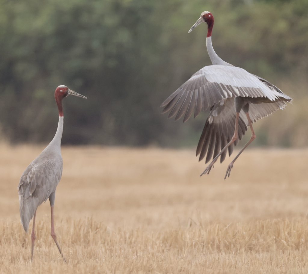 This image of a pair of Sarus Cranes (#BirdsSeenIn2024) was taken earlier today here in Cambodia as they were displaying. These tall pale-grey birds with red bare skin on the head are classified as vulnerable and are the largest of the crane family [BirdingInChina.com].