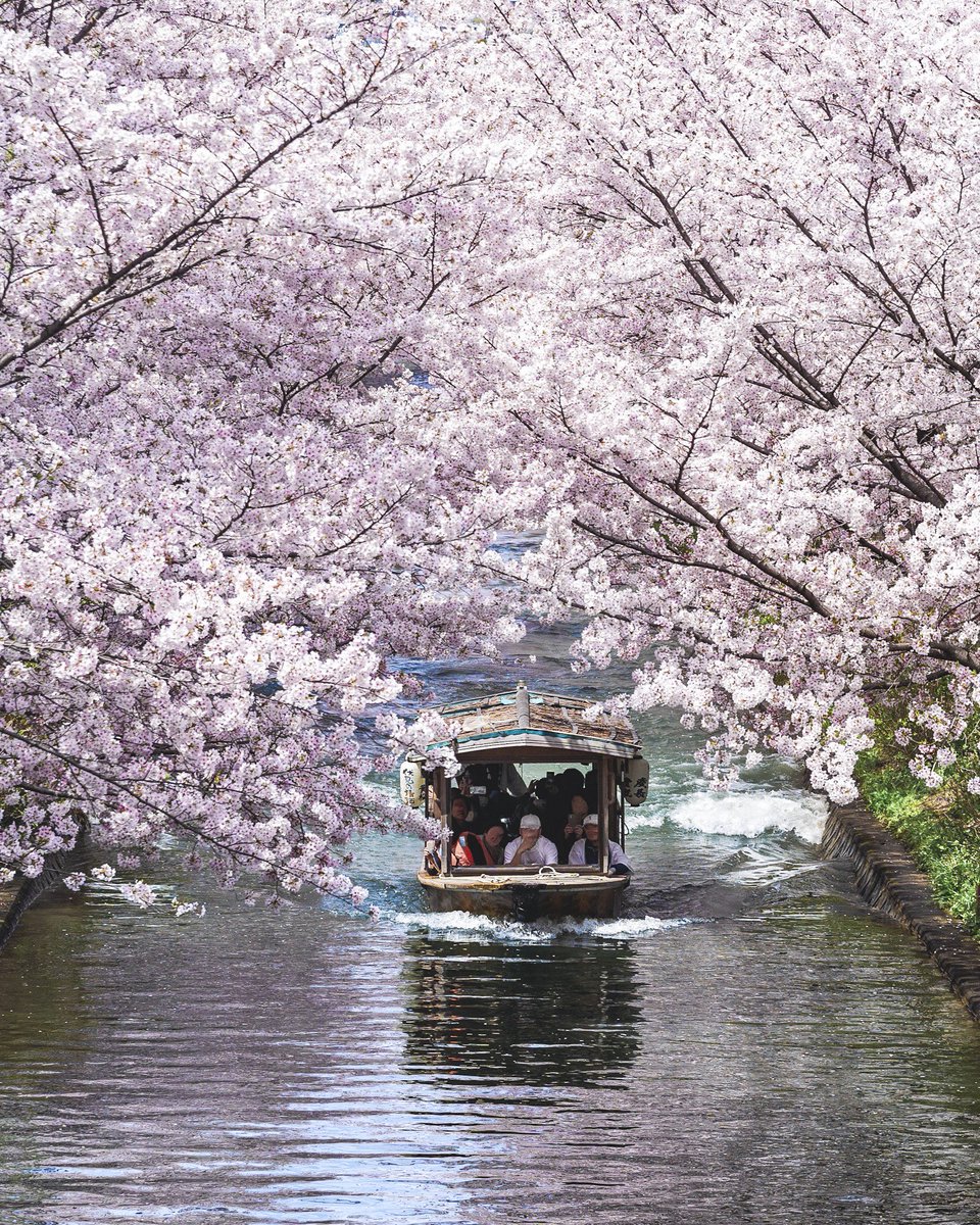 満開の桜と伏見十石舟