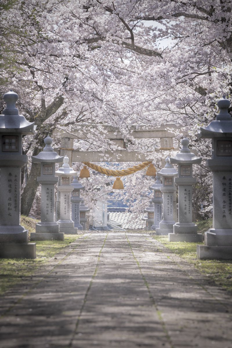 神社の参道に落ちる木漏れ日の春をお裾分け。花吹雪の滋賀