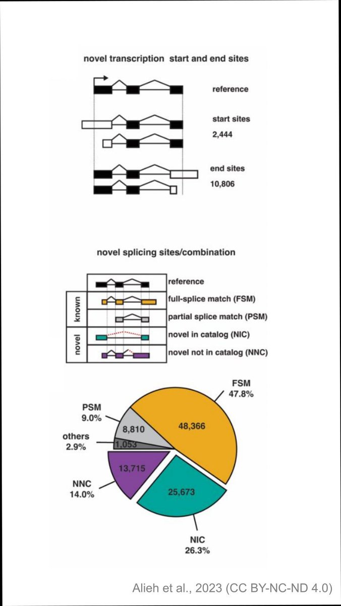 Characterising alternative splicing in neurogenic progenitors during corticogenesis and its impact on protein conformation: New preprint evaluated by @ReviewCommons. sciety.org/articles/activ…