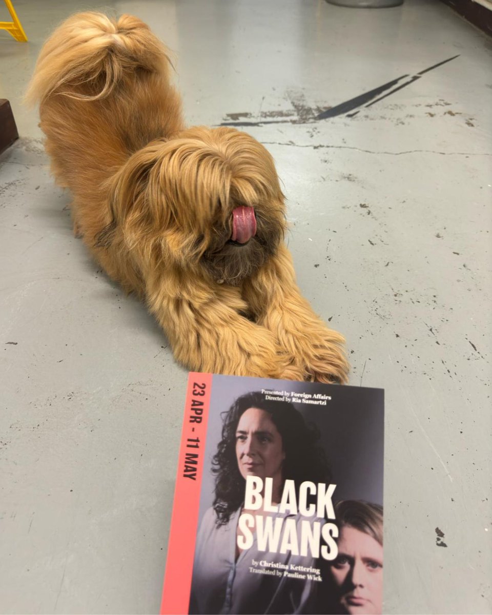 ⏰ Tonight marks the 2-week countdown to opening night for #BlackSwans @OmnibusTheatre, and we're pulling out all the marketing stops... Thank you, Porridge 🐶, for the shout-out! 🎟️ bit.ly/BlackSwans24TIX