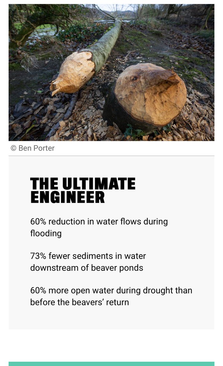 Beavers, ‘the ultimate engineer’ @RewildingB #Flooding #drought