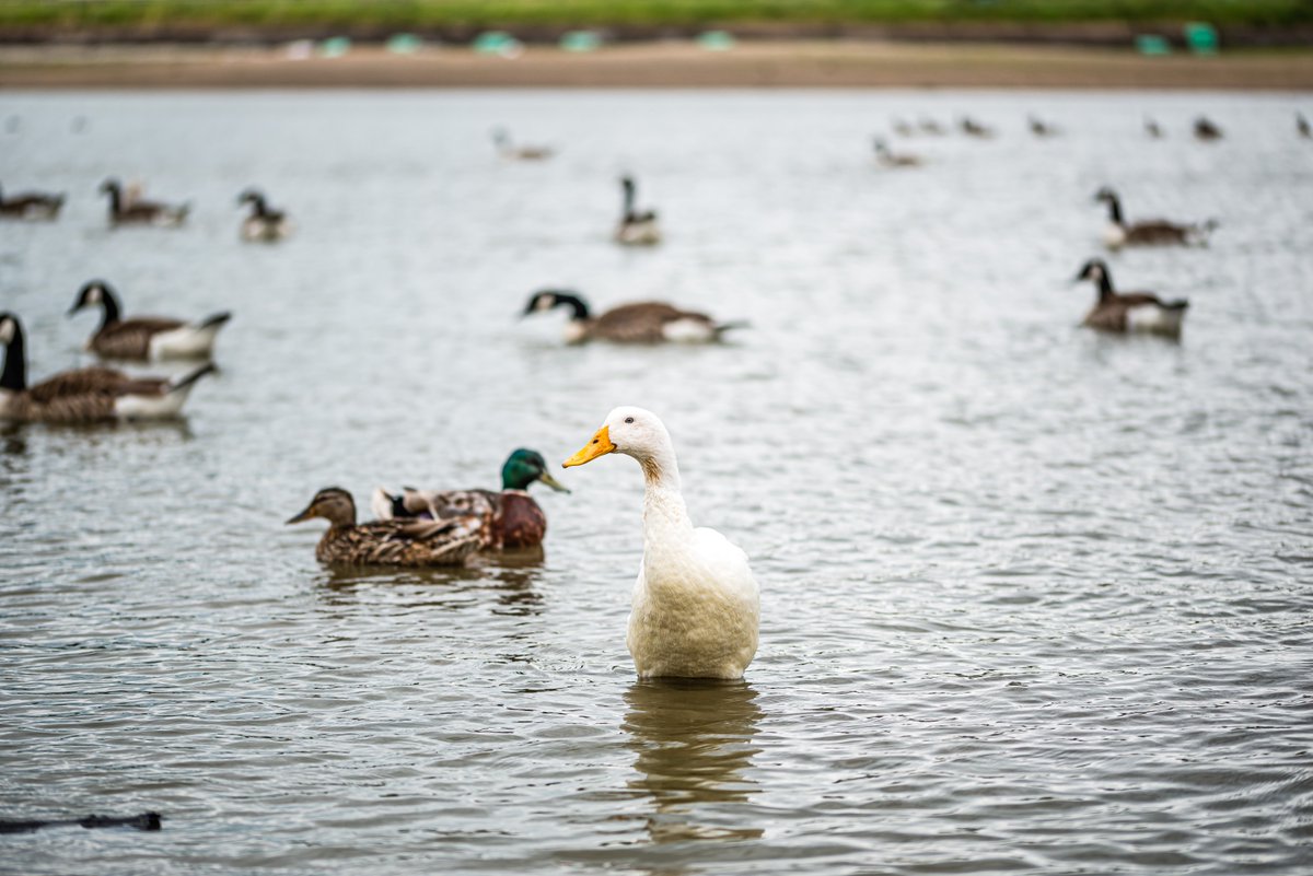 Bird species like ducks, coots, moorhens, geese, and swans often nest on boats in urban areas where safe nesting sites are scarce. 🌼🦆 By law, you cannot move your boat until the chicks leave the nest. Please check your boat before setting off👀