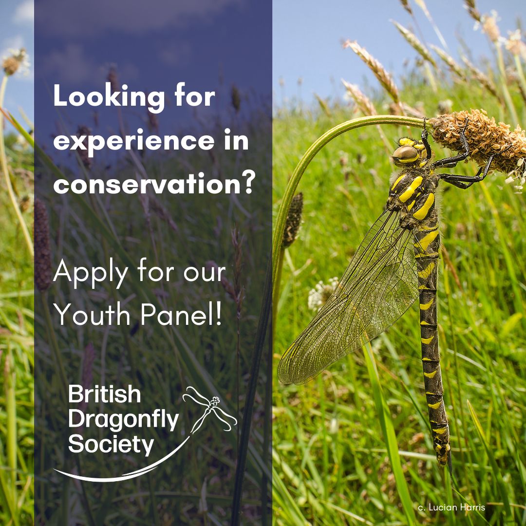Are you aged 16-24 and looking to gain experience within a national conservation charity? Applications for our Youth Panel are open until 5th May! 🐉🎉 For more information and how to apply visit: loom.ly/LDlmnUM