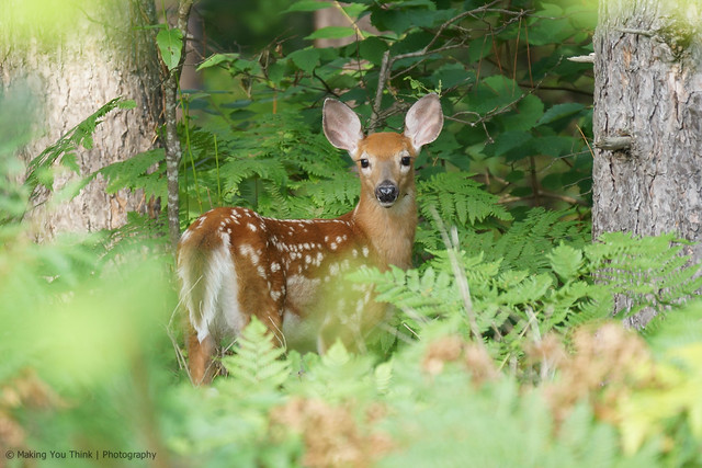 How to avoid hitting deer ⚠️ Drive carefully ⚠️ Seen one deer? Look for more ⚠️ Use your lights ⚠️ Don't veer for deer - It's safer to hit the deer and keep control of your vehicle. Please report dead animals at orlo.uk/BSaSY For more see orlo.uk/XTQpz