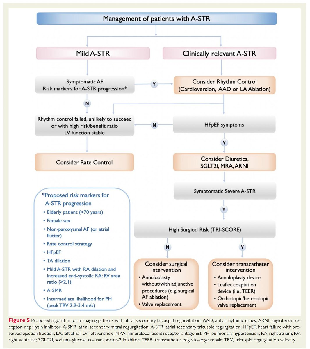 Atrial secondary tricuspid regurgitation: pathophysiology, definition, diagnosis, and treatment @escardio @ESC_Journals academic.oup.com/eurheartj/arti…