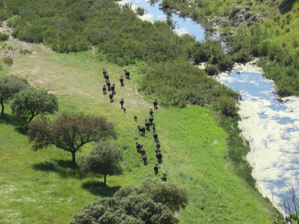 AVISO PARA LOS GANADEROS 🗓 El 1️⃣6️⃣ de abril se acaba el periodo estacionalmente libre de lengua azul. ➡️A partir de ese día todos bovinos y ovinos que se vayan a mover, deberán estar vacunados de lengua azul. 🐮🐑