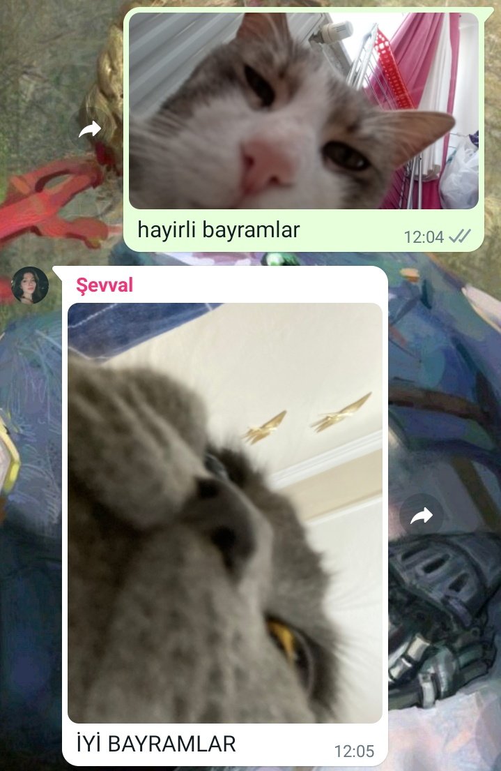 nasil yani siz kedilerinizi bayramlastirmiyo musunuz