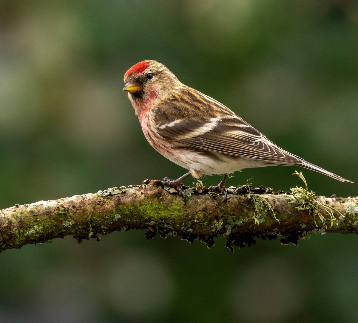 DanielH41966252's tweet photo. @NatureRTE 
Backyard Birding 
Redpoll https://t.co/7ZM5jmU693