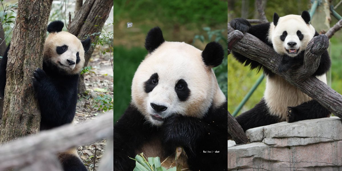 LOVE TRIANGLE  #panda

#Yuanmeng       #Fubao       #XiaoQiji