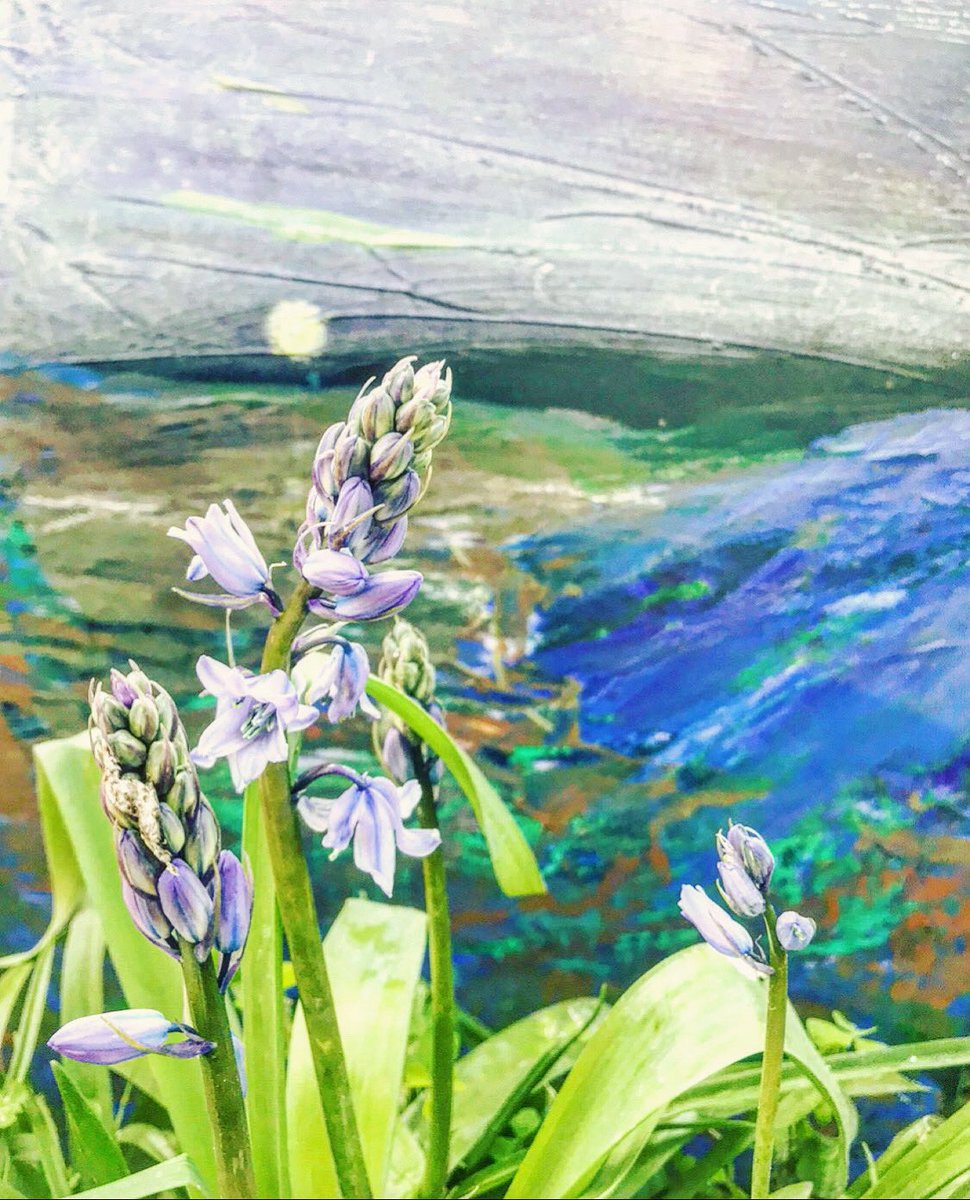 Photographing Bluebells Using My Art As Background #ArtistOnX #photograghy #PhotographyIsArt