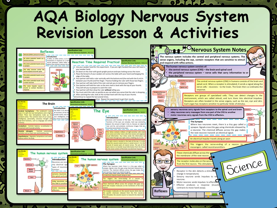 Check out this resource which allows you to help students improve their exam technique: AQA KS4 GCSE Biology (Science) Nervous System Revision Lesson tes.com/resource-detai… #nqtchat #aqascience #aussieED #edchat