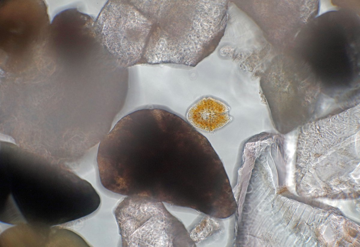 #Phytoplankton from the #surfzone #Pacificocean #diatoms #dinoflagellates