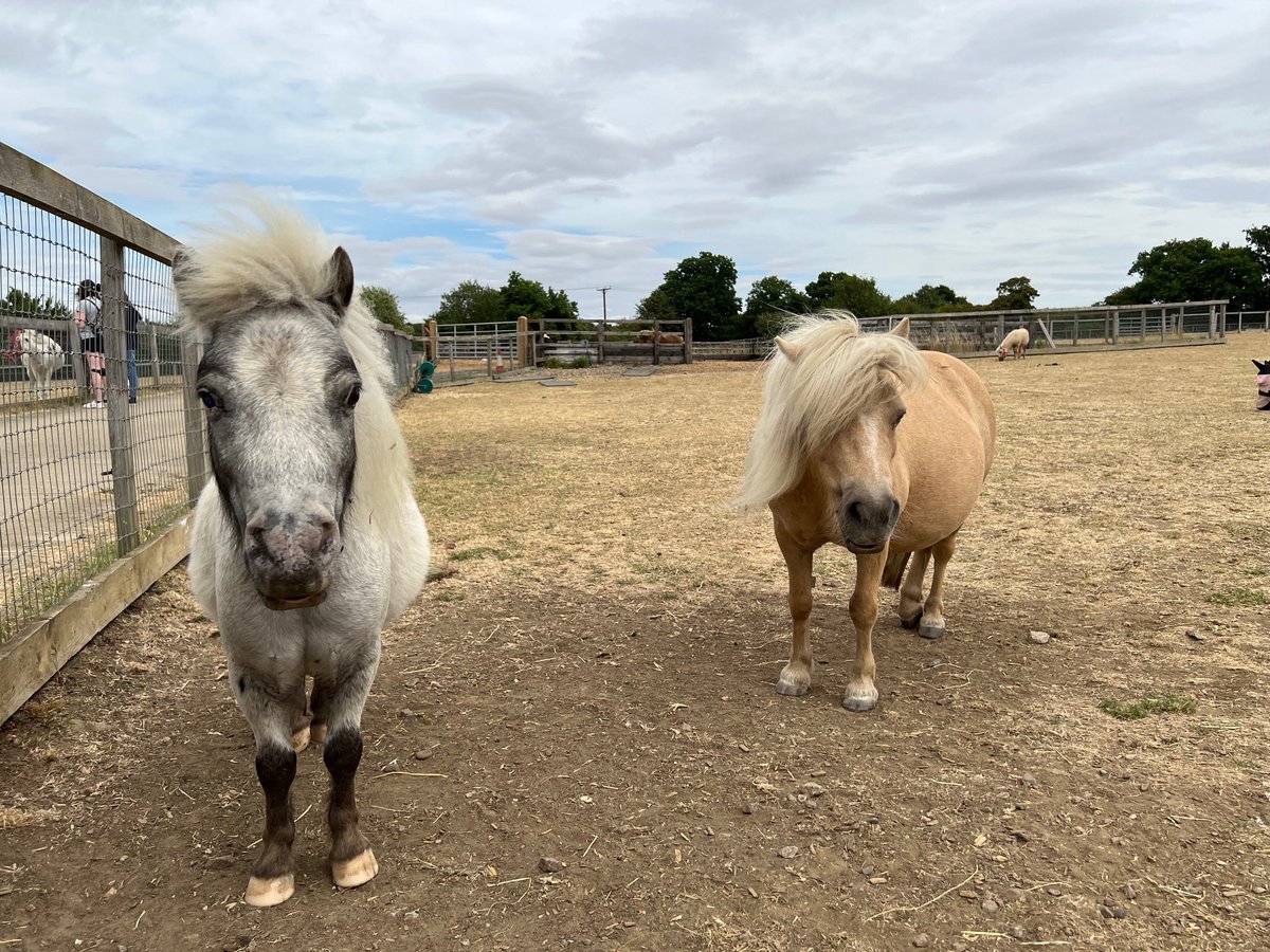 I’m really excited about a new #picturebook idea I’m working on, inspired by all the good done by Redwings horse sanctuary @RedwingsHS 🐴♥️ I can’t wait to visit again soon. #amwriting #writingcommunity