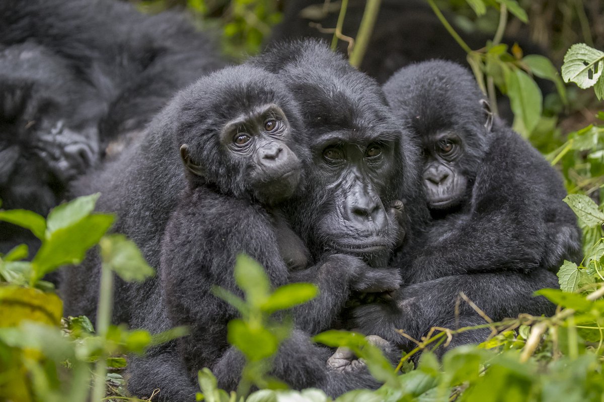 Encountering Uganda's Majestic Mountain Gorillas: A Journey into the Heart of the Bwindi Impenetrable Forest Nestled within the lush greenery of Uganda's Bwindi Impenetrable Forest lies one of the world's most extraordinary wildlife experiences: the opportunity to observe the…