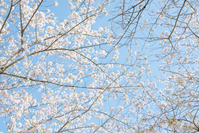 春に恋をした。 