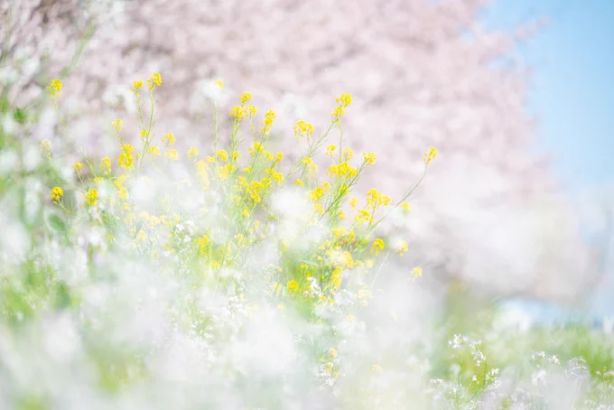 春に恋をした。 