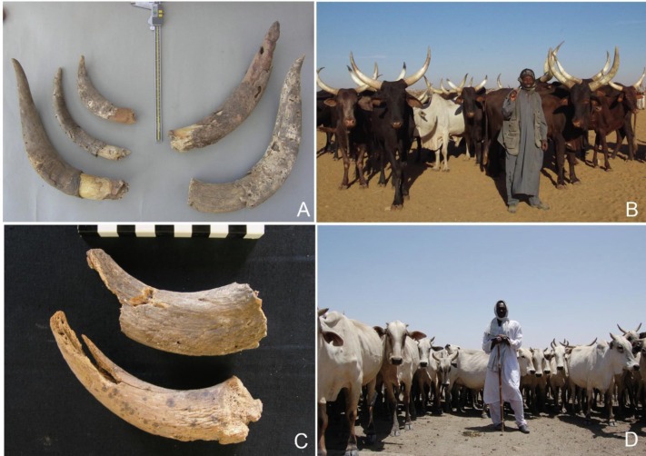 Communities of Alwan Soba practised a conservative, largely cattle-raising model typical of the ancient Kush.
Find out more in just published open-access article in the Journal of Archaeological Science: Reports
sciencedirect.com/science/articl… 

#SobaExpedition