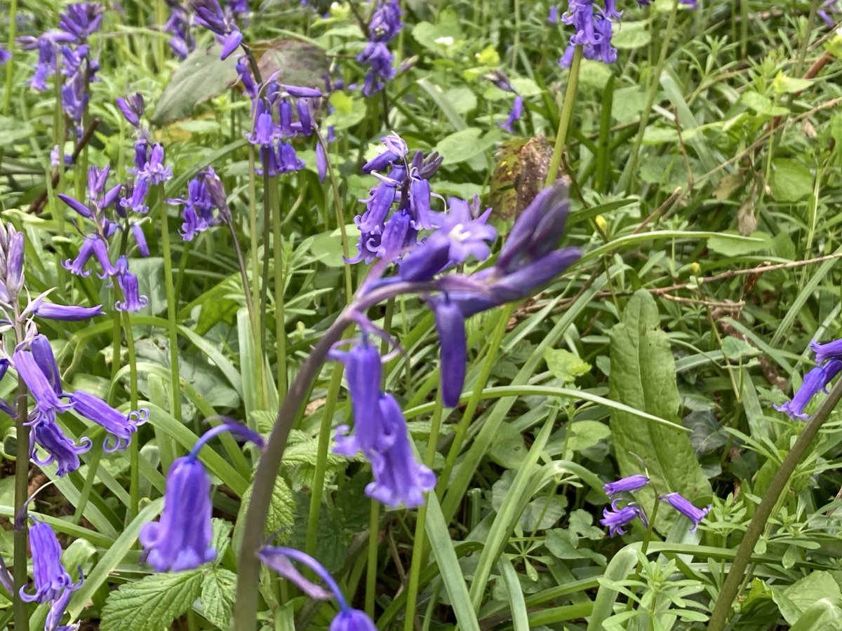 Bluebells on the #NCN21 ⁦@Sustrans⁩