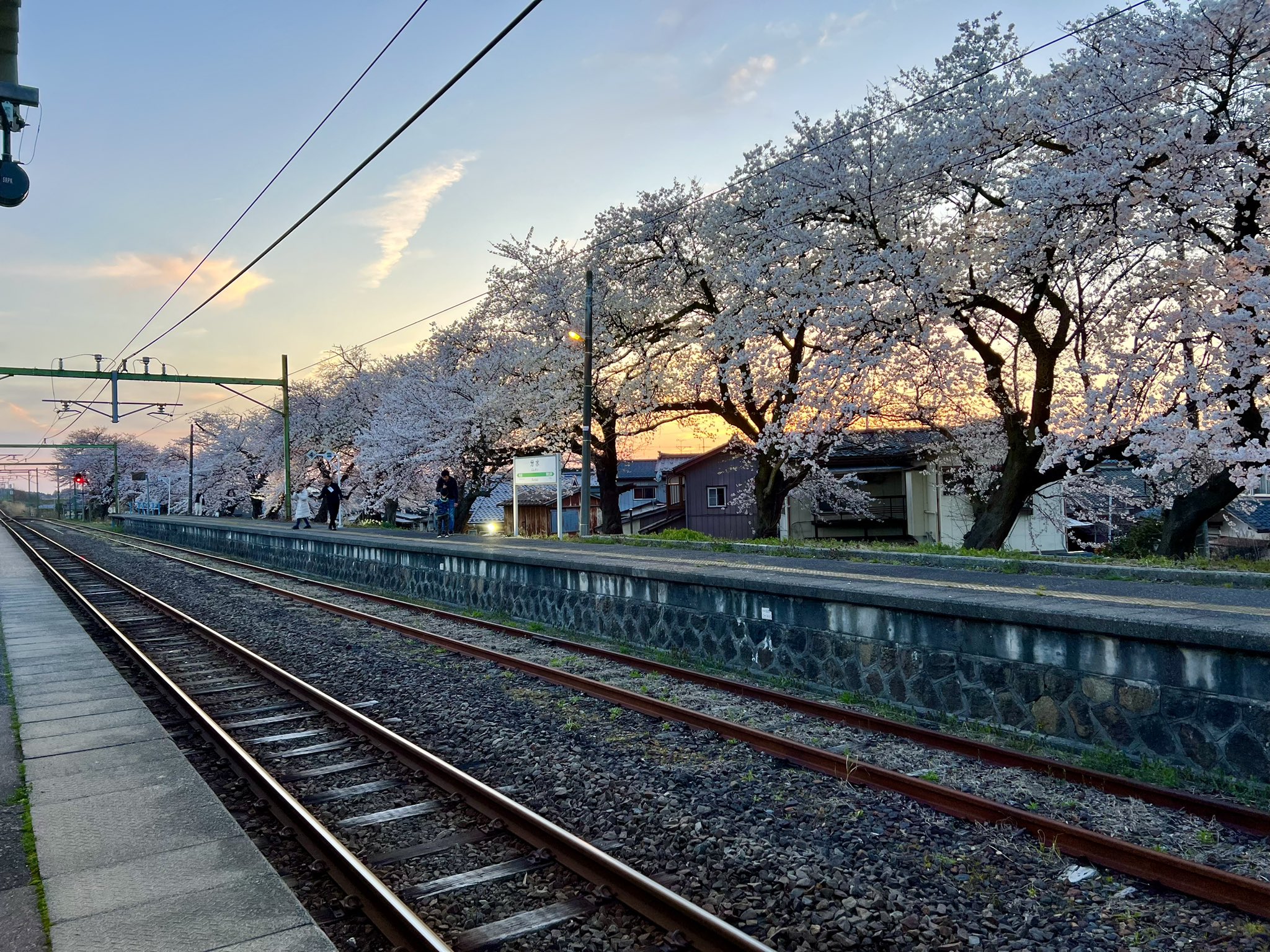 桜 まるっ ❀·° 0629 - テープ・マスキングテープ