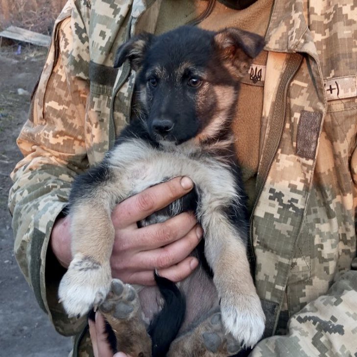 🐶 During our recent evacuation trip, we had some unexpected passengers. The military handed over a dog with two puppies and asked us to take care of them. Now they are at Tetiana Nelha's shelter in Pavlysh 🏠 🚐 In this trip, UAnimals evacuated 41 animals from Donetsk region.
