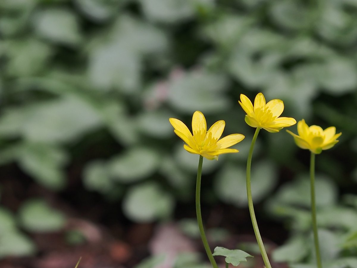 並んで咲くラナンクルス・フィカリア🌼

#神戸市立森林植物園

OLYMPUS PEN Lite E-PL6
M.ZUIKO DIGITAL ED 75mm F1.8