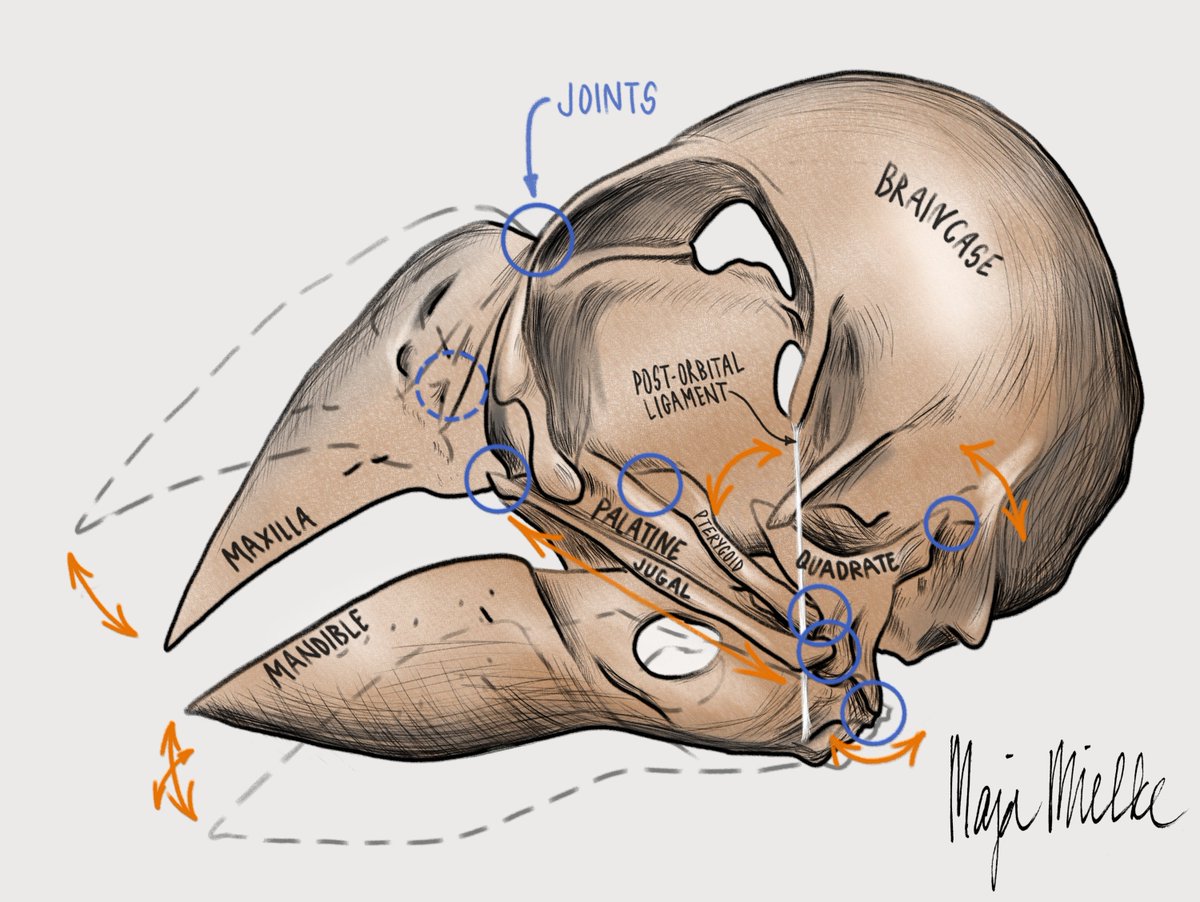 SciArt profile: Maja Mielke

In this latest #SciArt profile, we meet Maja, who is doing a PhD in functional morphology and enjoys making nature-inspired drawings:

🖼️thenode.biologists.com/sciart-profile…