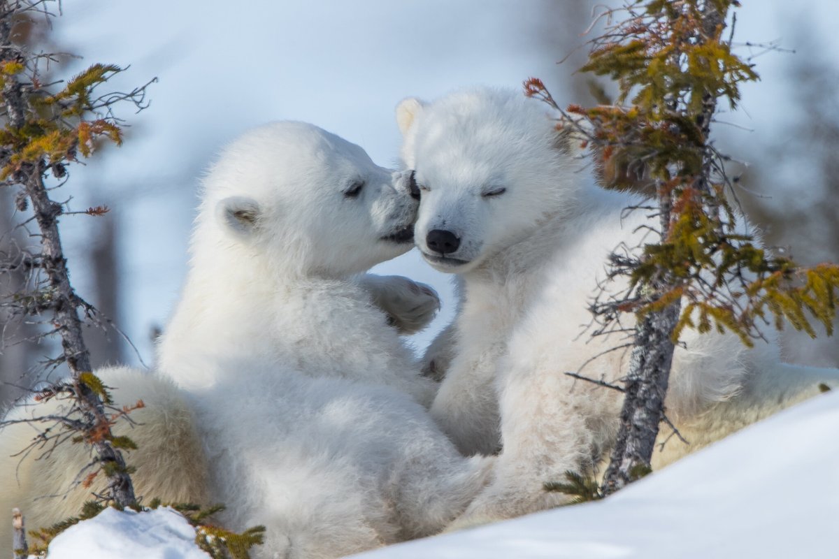 Happy #NationalSiblingsDay! Just as polar bear cubs' tussles are crucial for learning survival skills, our sibling rivalries and relationships help us navigate the big world out there 🐻‍❄️💕🤗 📸: Daniel D'Auria