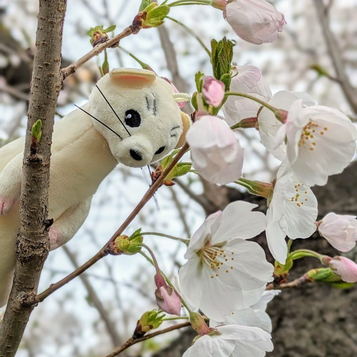 桜🌸 #世界名作劇場のある暮らし #世界名作劇場 #ロミオの青い空 #ピッコロ #春 #桜 #お花見 #spring #cherryblossom ※現在販売していない商品です