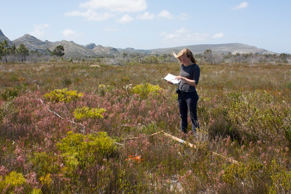 📢🐝🌱Our new paper on spillover effects of invasives is out today in Proceedings B! We used a manupulative field experiment to show that Acacias can disrupt the plant-pollinator networks and seed production of endangered Fynbos habitats. Read here: royalsocietypublishing.org/doi/10.1098/rs…