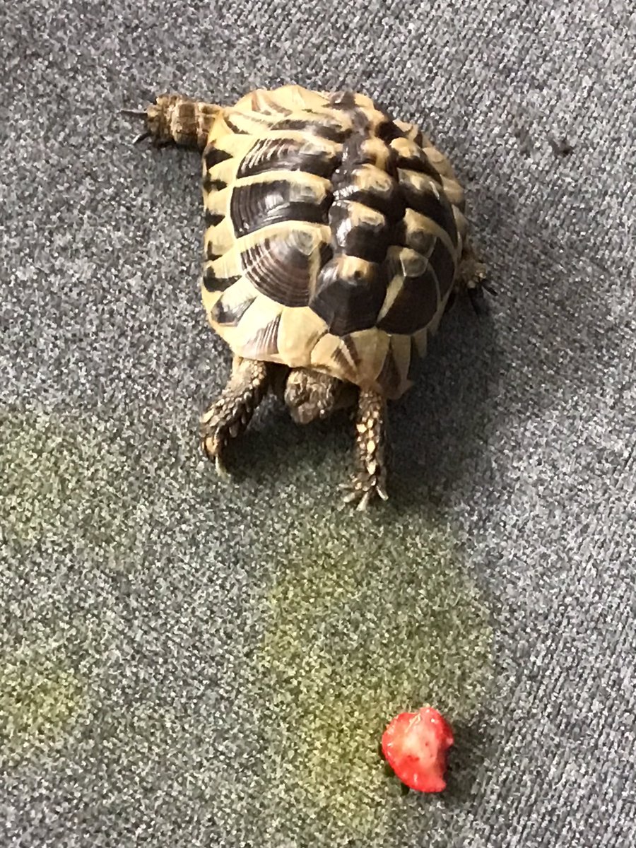HilderthorpeSch's tweet photo. 4CT enjoyed meeting Albert and Tallulah this morning in our English work. They are pet tortoises and we asked lots of questions and found out lots of information about them #hildyear4 #hildeng #hildexperience @janeconsidine https://t.co/SKfkJjukvm